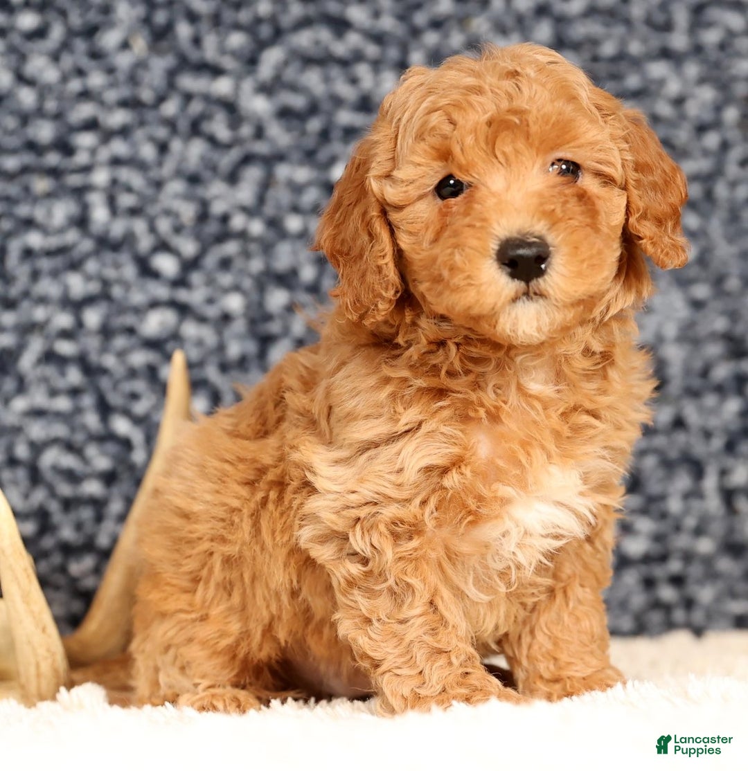 Bichpoo dogs for sale: Franklin - Ad 8