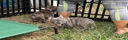 French Bulldog dogs for sale: Nico - Ad 11