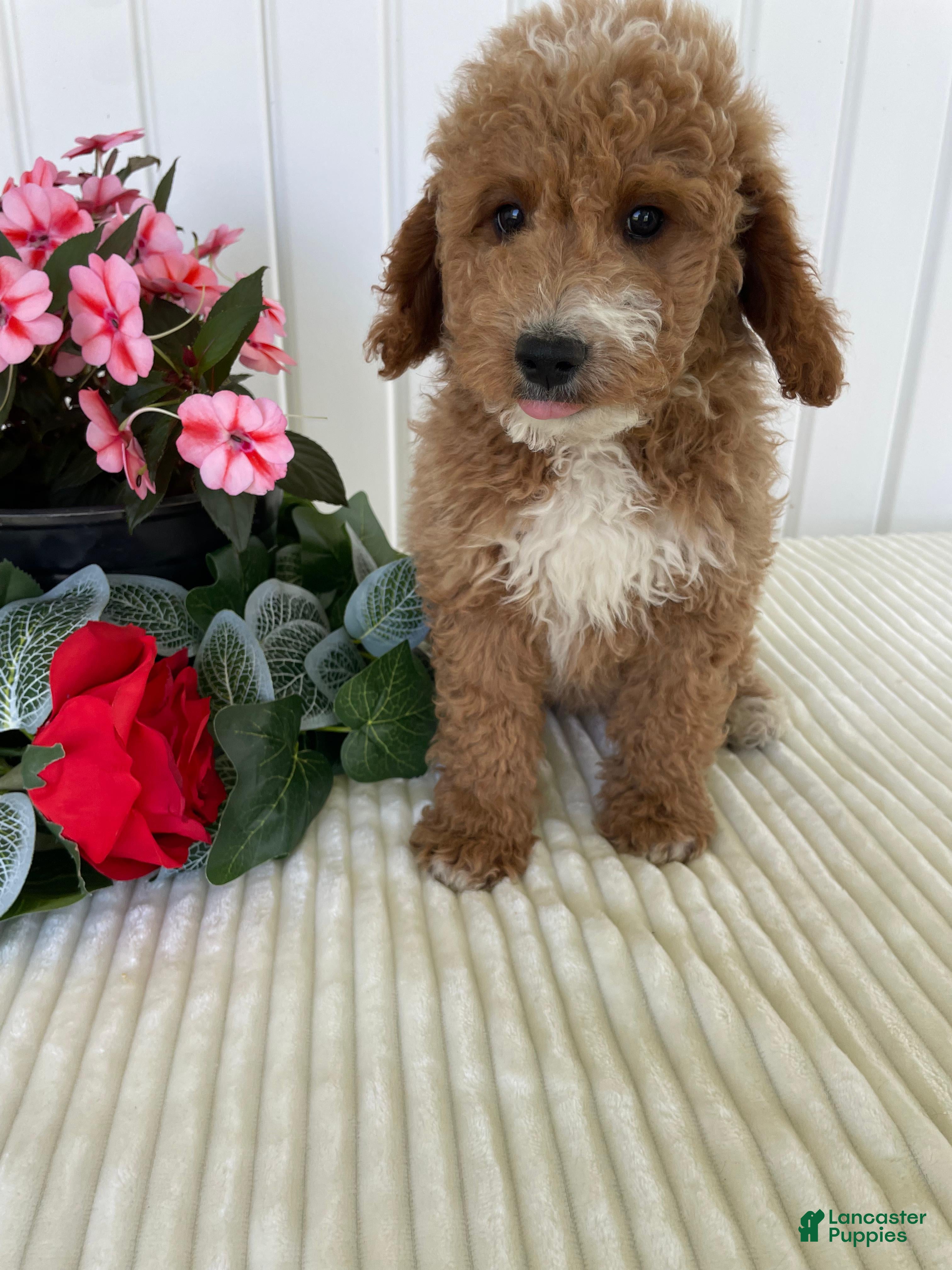 Mini Goldendoodle dogs James - Ad 3
