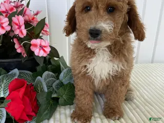 Mini Goldendoodle dogs James - Ad 16