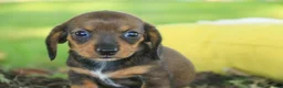 Miniature Dachshund dogs for sale: Joyce Miniature Dachshund  - Ad 3