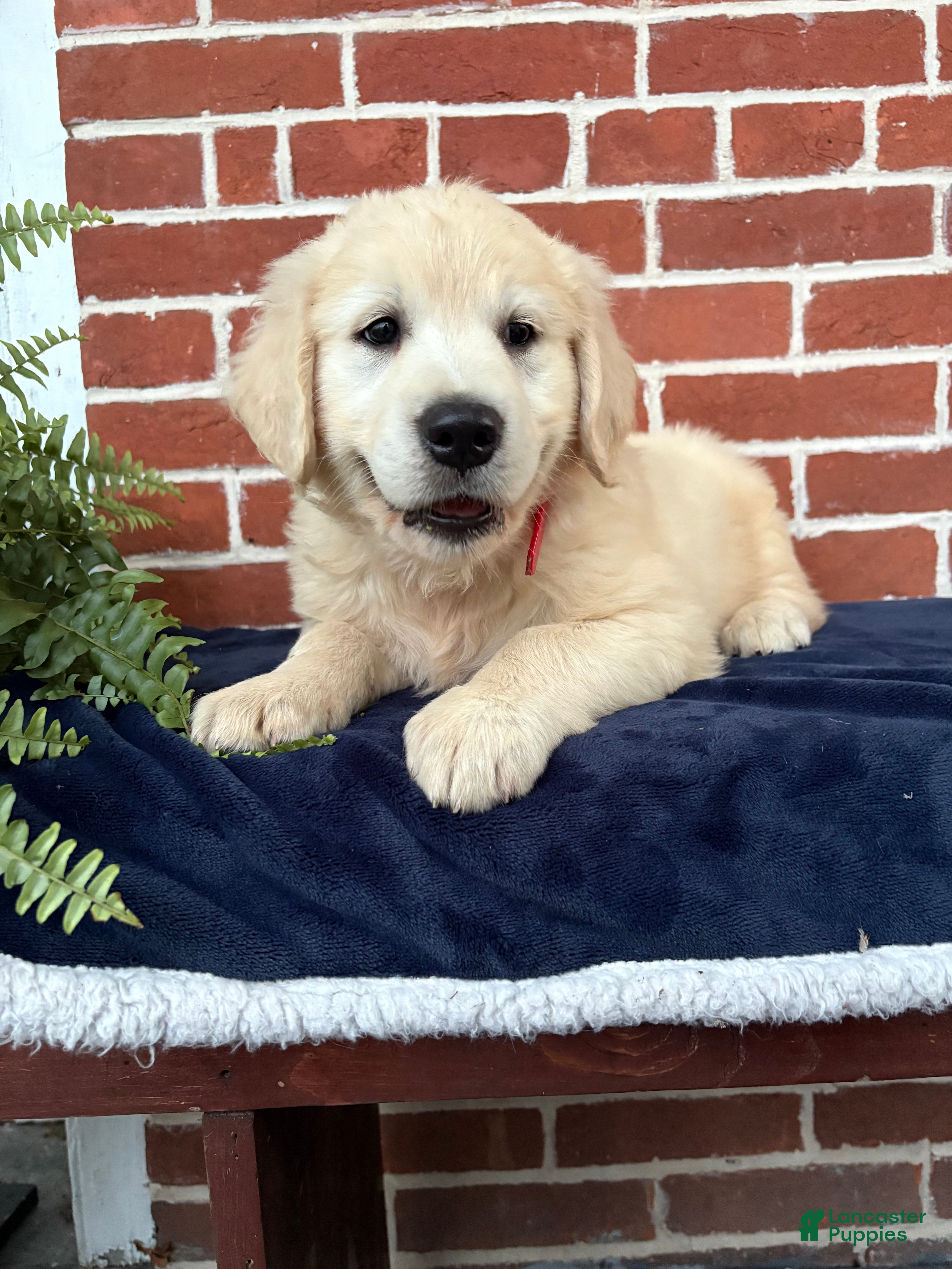 Golden Retriever dogs Gary - Ad 1