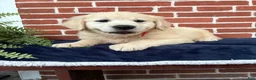 Golden Retriever dogs for sale: Gary - Ad 1