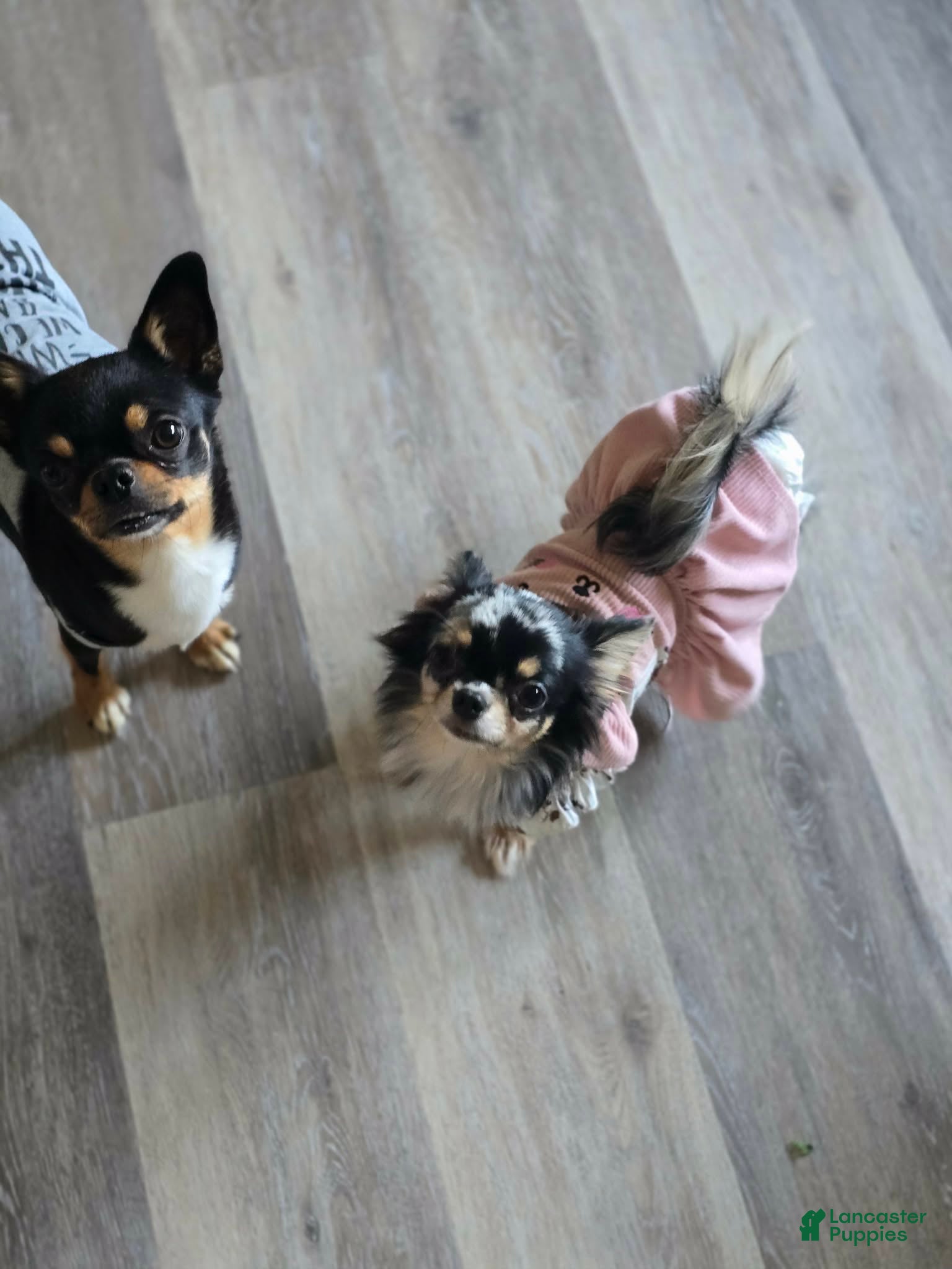 Chihuahua dogs for sale: reba - Ad 1
