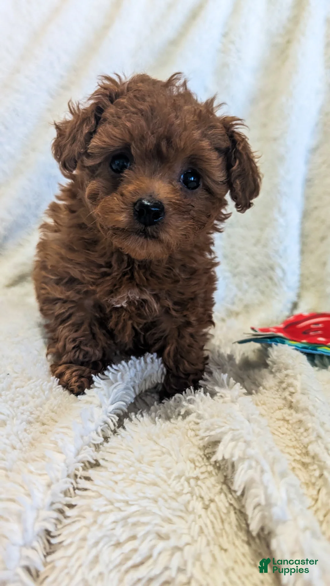 Toy Poodle dogs for sale: Sparkles  - Ad 4