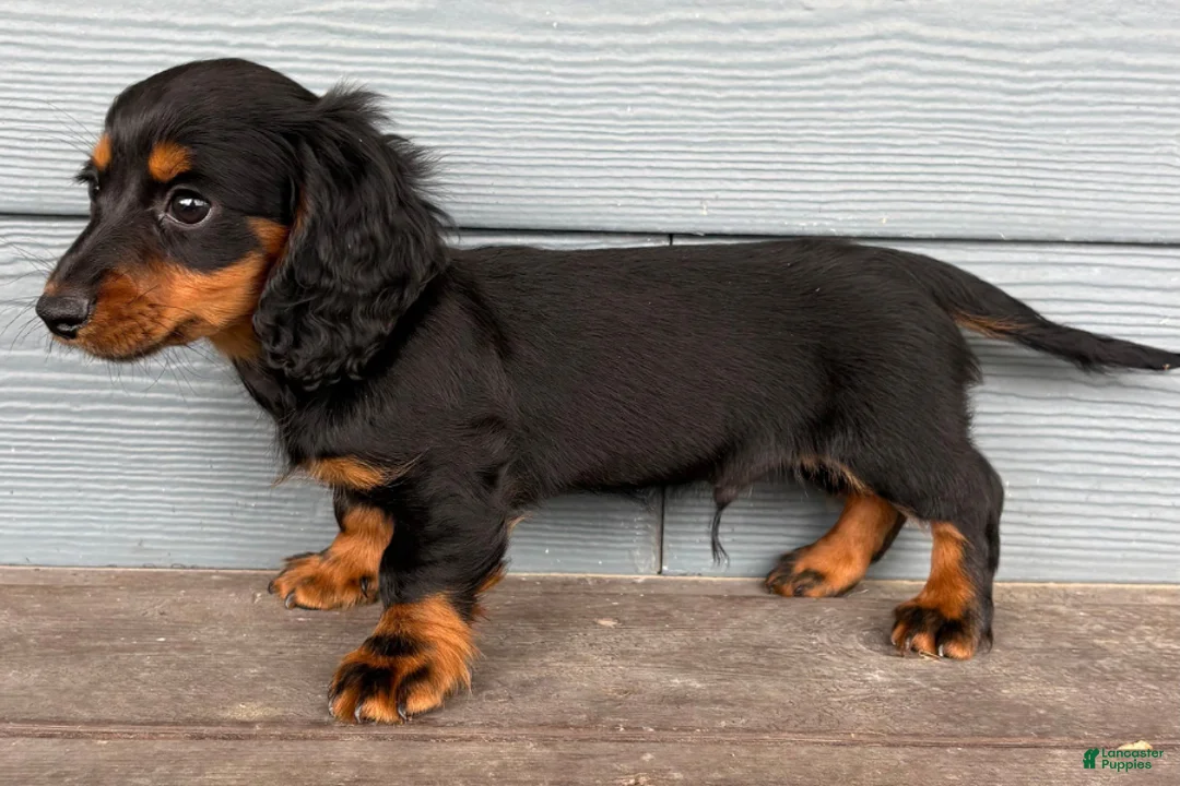 Dachshund dogs for sale: Freddy - Ad 1