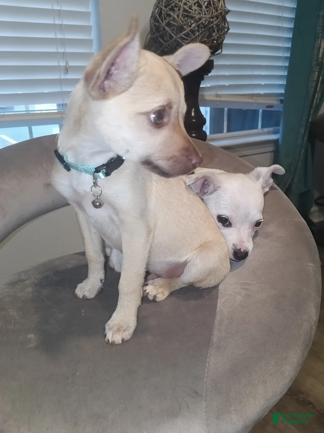 Chihuahua dogs for sale: Chihuahua Puppy 2 - Ad 2