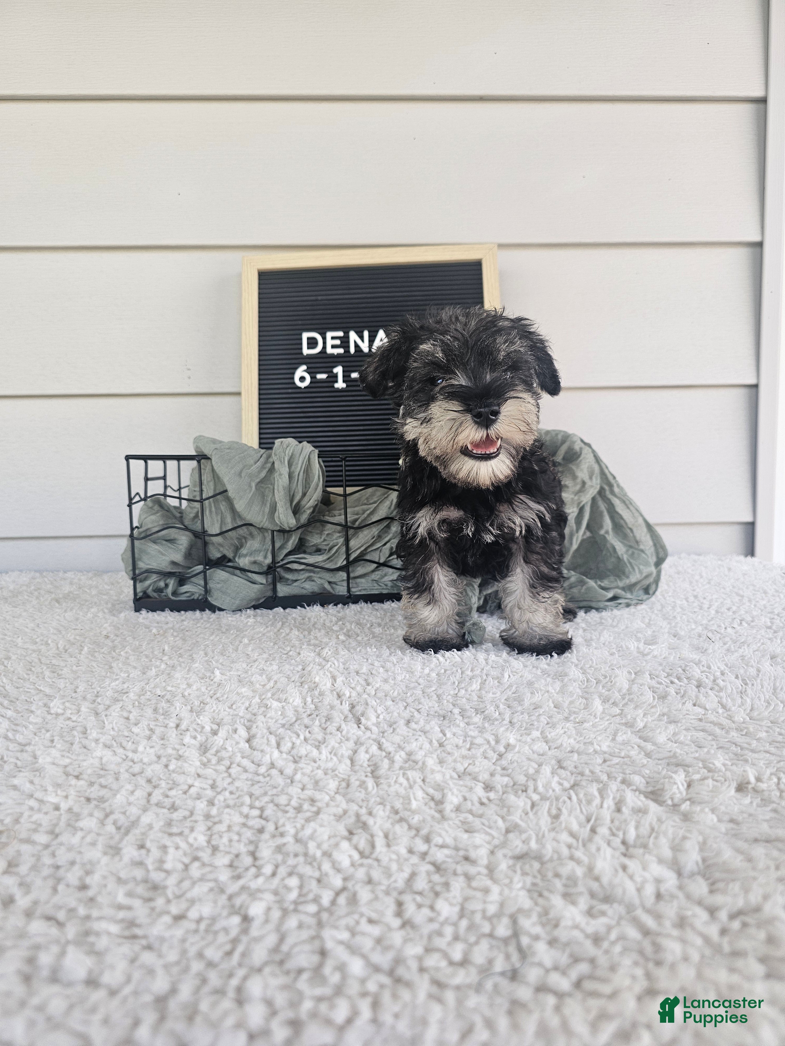 Miniature Schnauzer dogs Dena - Ad 2
