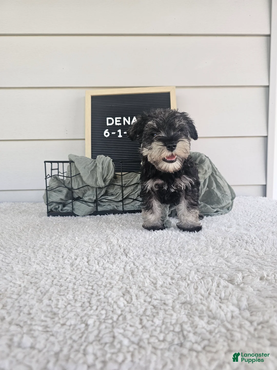 Miniature Schnauzer dogs for sale: Dena - Ad 2