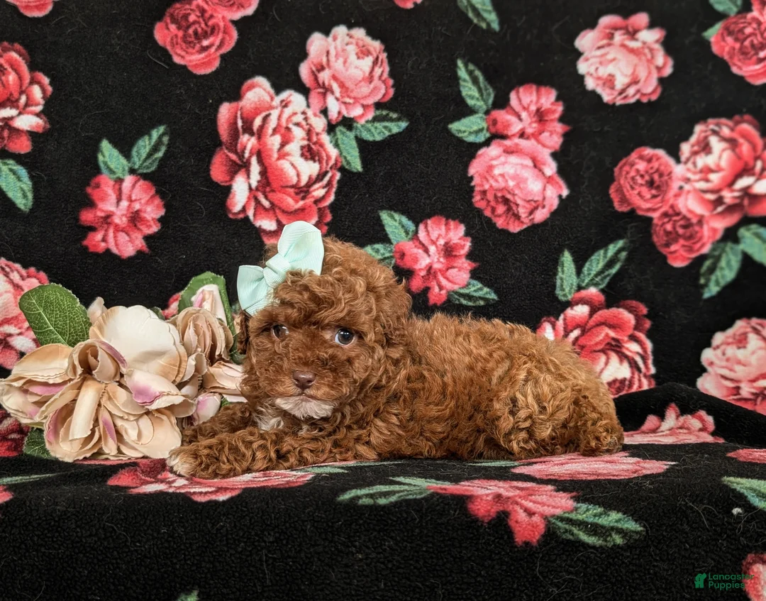 Mixed Breed dogs for sale: Hilary 10 lbs Full Grown - Ad 4