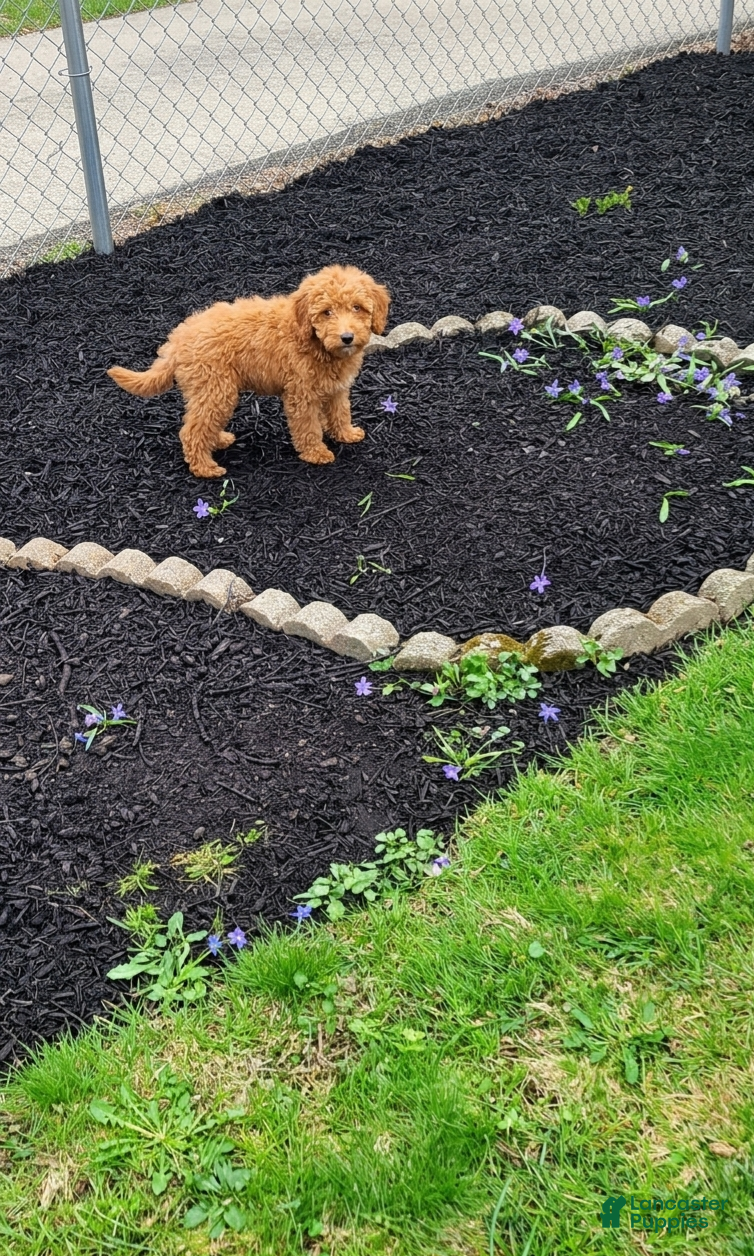 Cavapoo dogs for sale: Claire - Ad 1