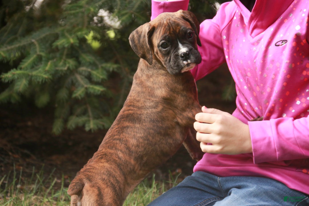 Boxer dogs for sale: Elsie - Ad 15