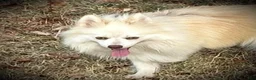 Pomsky dogs for sale: Andy - Ad 8