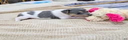 Rat Terrier dogs for sale: Freddy - Mini Rat - Ad 6