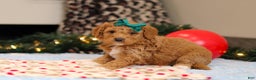 Goldendoodle dogs for sale: Flicka - Ad 2