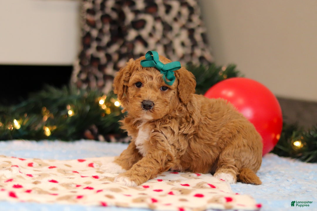 Goldendoodle dogs for sale: Flicka - Ad 2