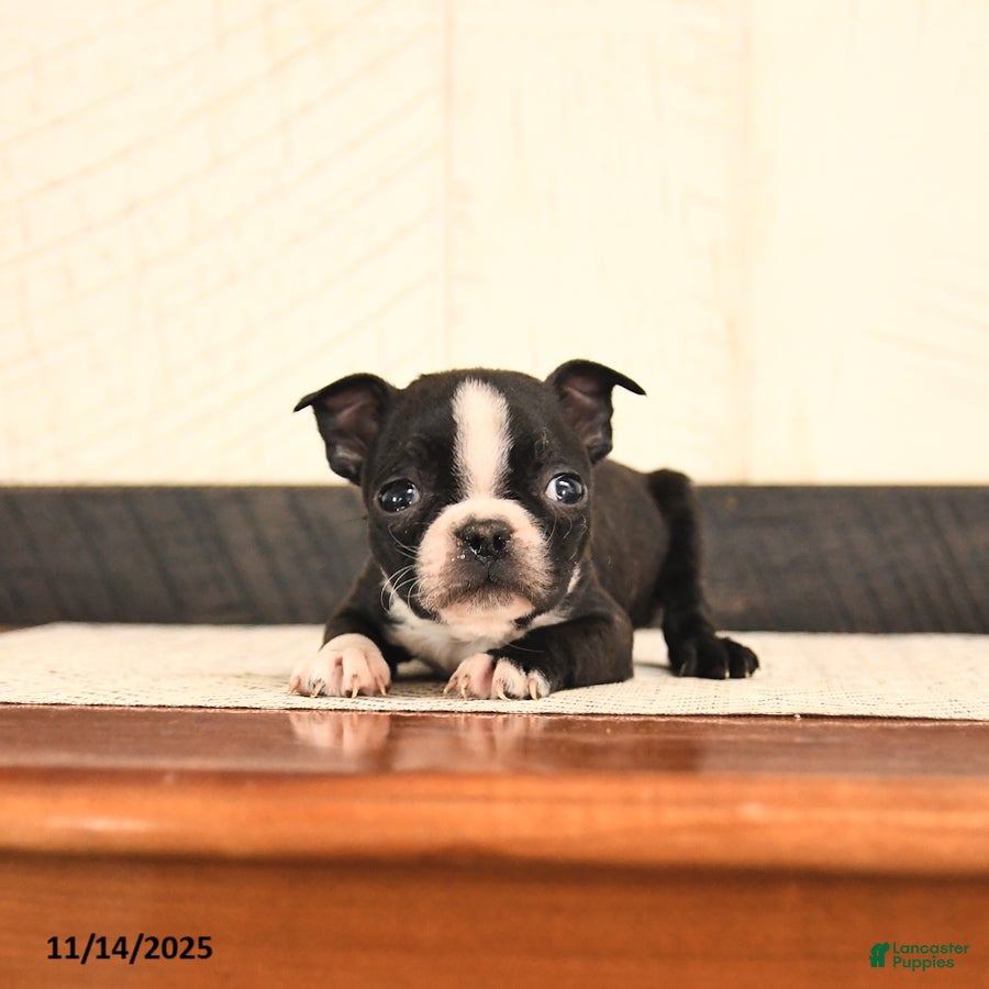 Boston Terrier dogs Joey - Ad 11