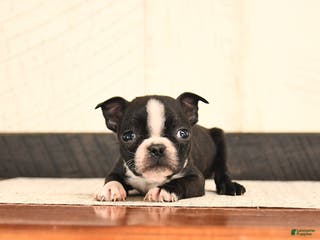 Boston Terrier dogs Joey - Ad 25
