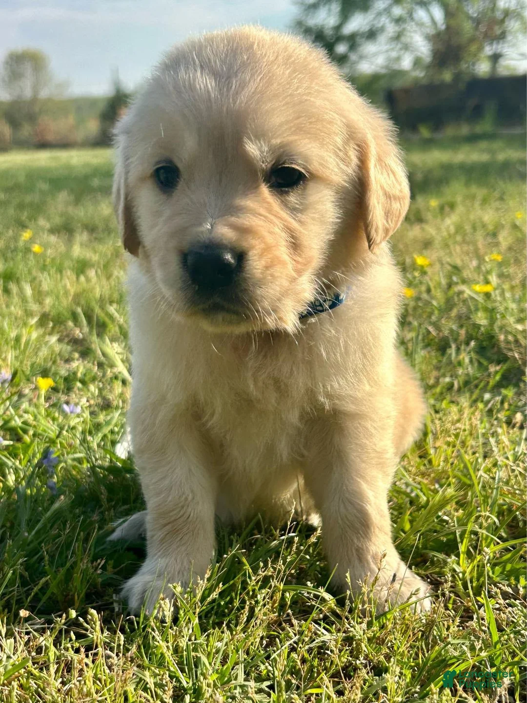 Golden Retriever dogs for sale: Rainy  - Ad 1