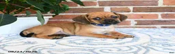 Puggle dogs for sale: Shoshannah - Ad 4