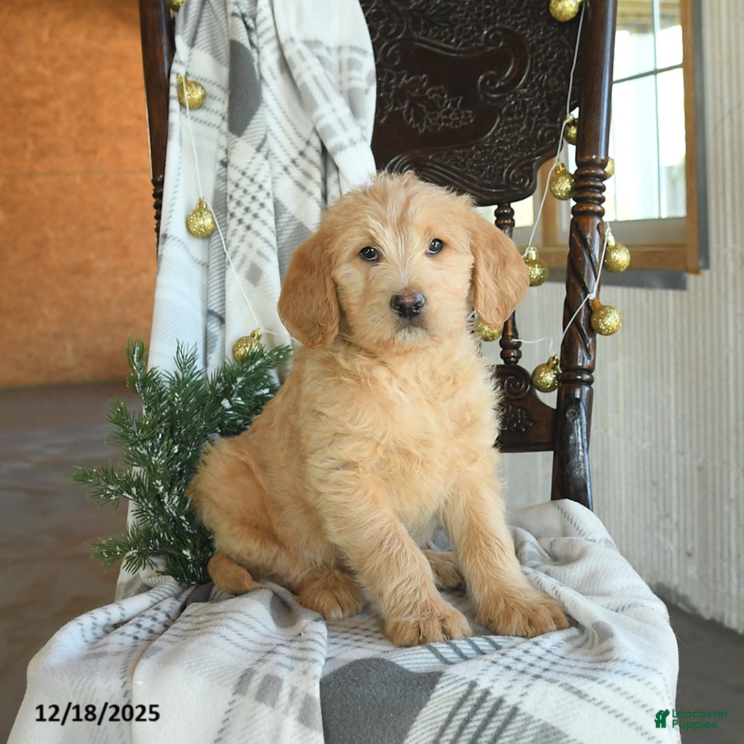 Labradoodle dogs for sale: Duchess - Ad 3