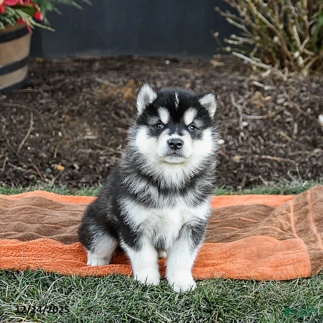 Alaskan Malamute dogs for sale: Jet - Ad 9