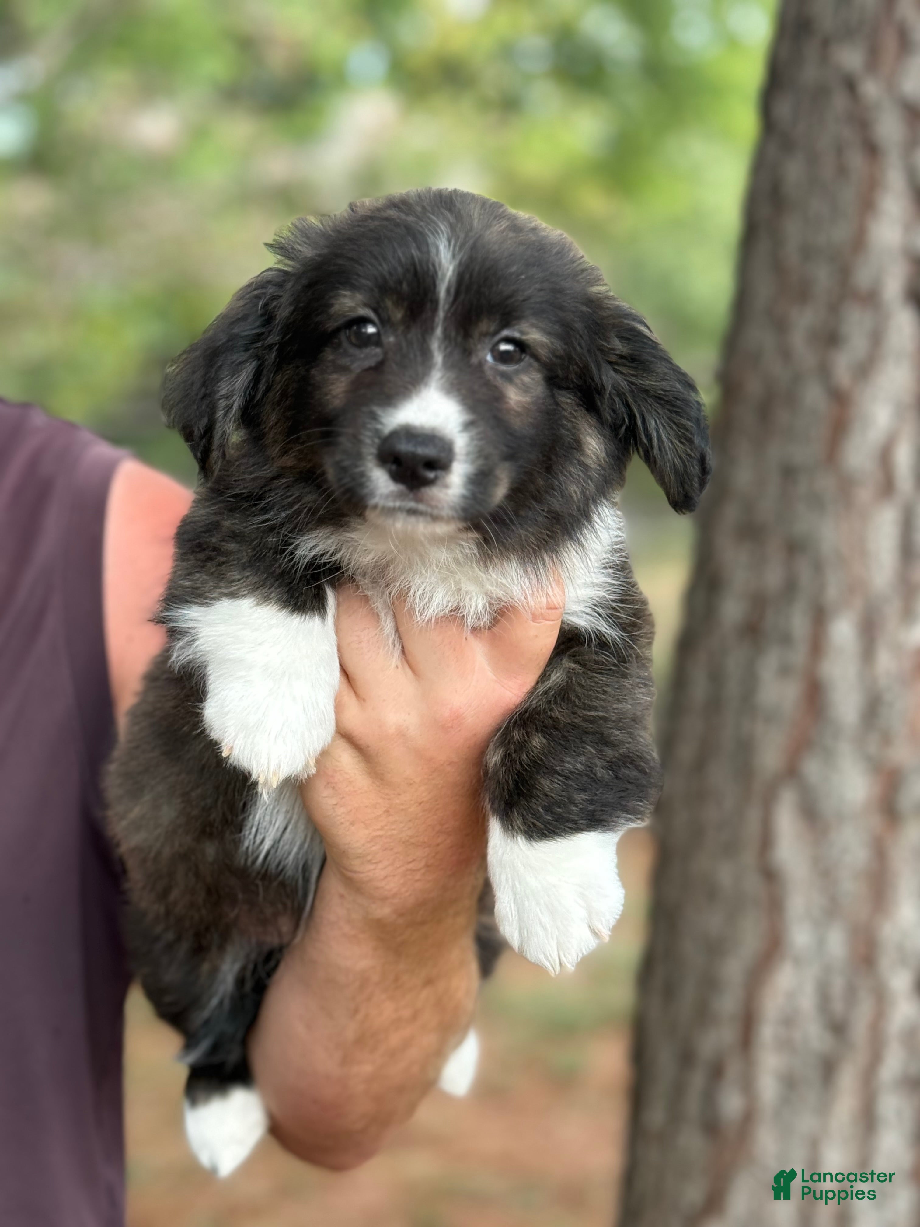Mixed Breed dogs Black collar boy  - Ad 36