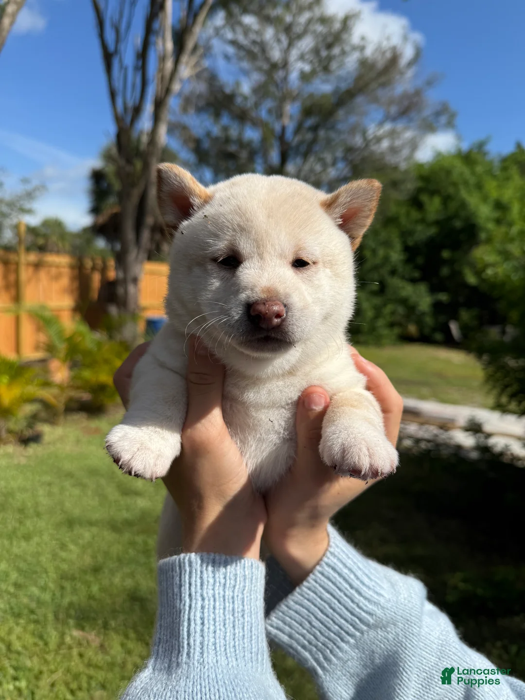 Shiba Inu dogs for sale: Shiba Inu Puppy 6 - Ad 9