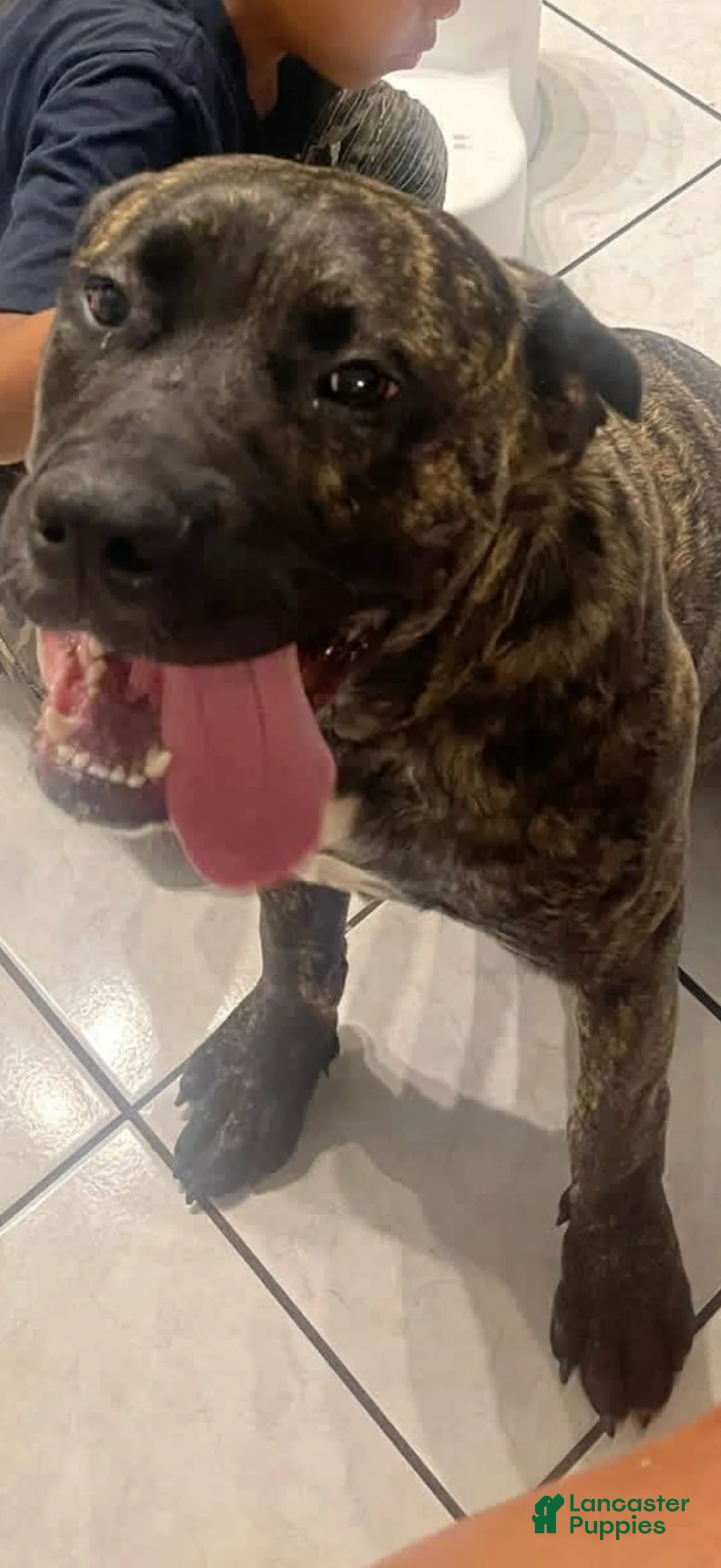 Cane Corso dogs for sale: Cane Corso 3 - Ad 2