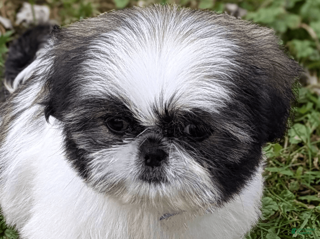 Gallery Image {{count}}