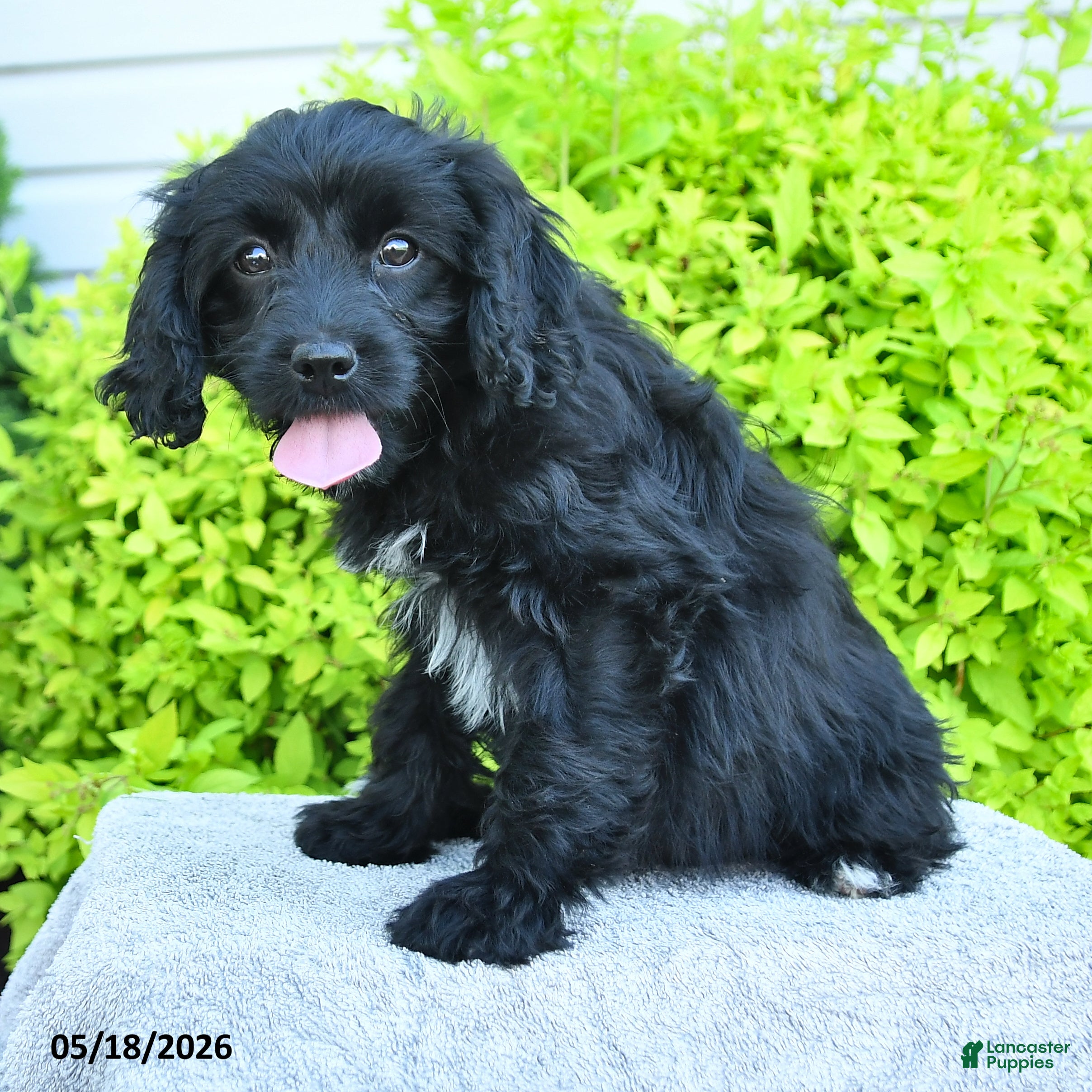Cavapoo dogs Molly - Ad 2