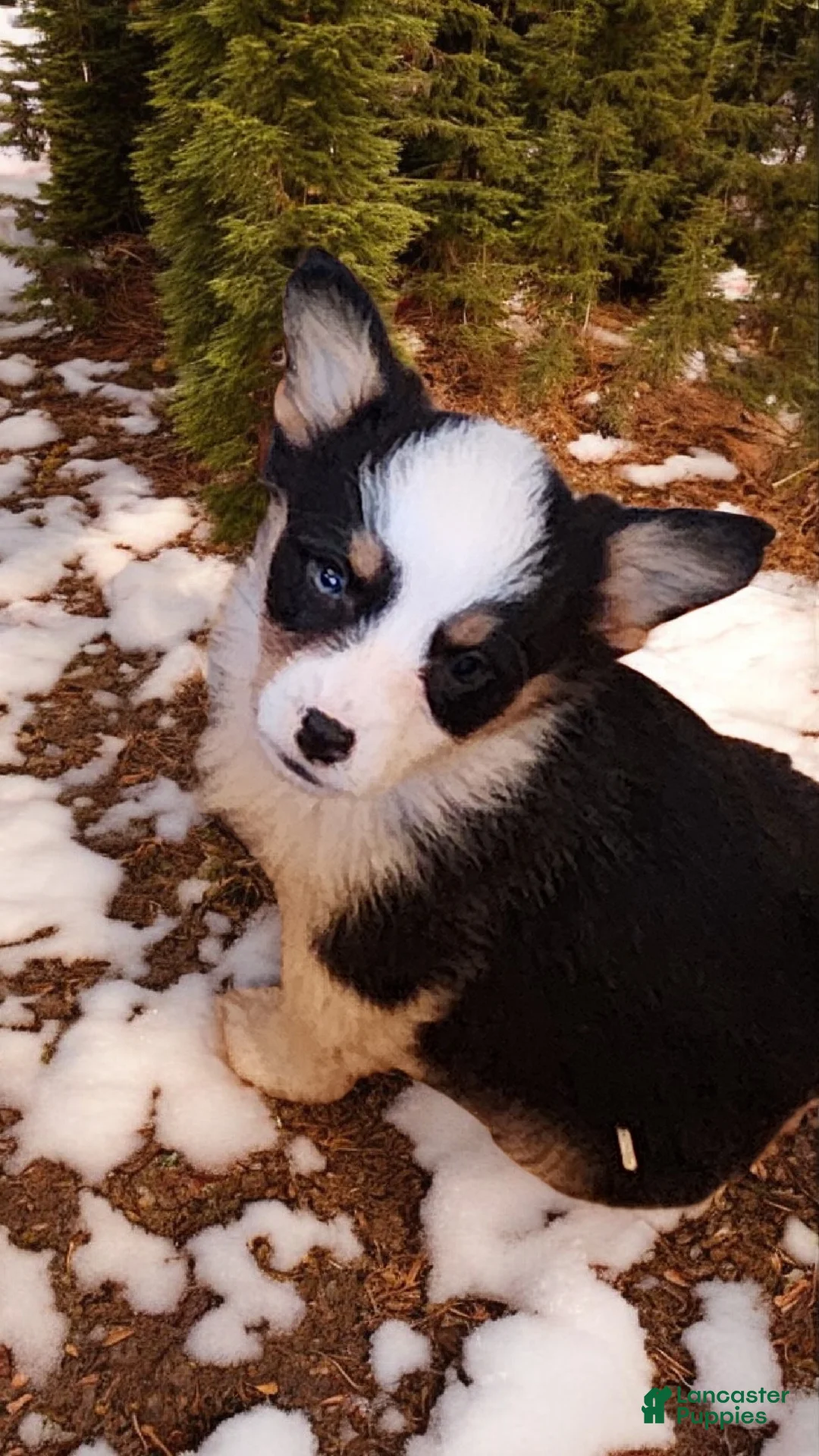 Welsh Corgi Pembroke dogs for sale: Bambi fluffy tri - Ad 21