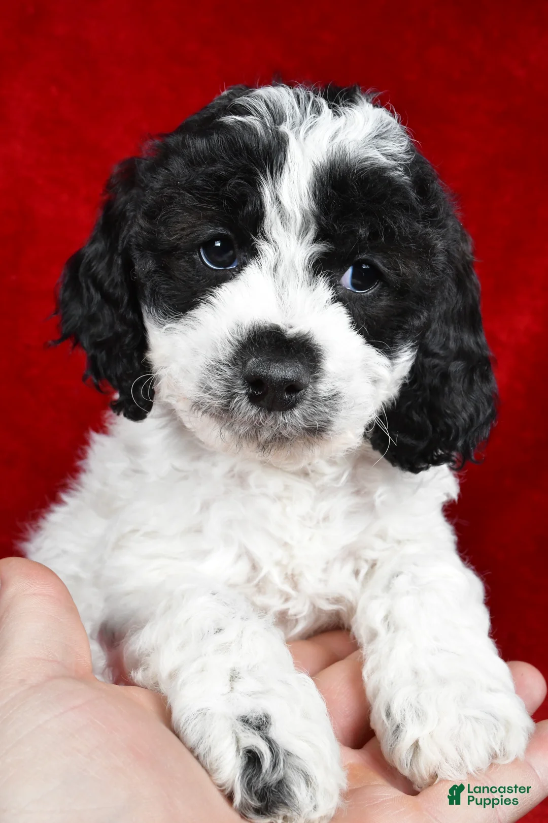 Cockapoo dogs for sale: Dolly - Ad 11