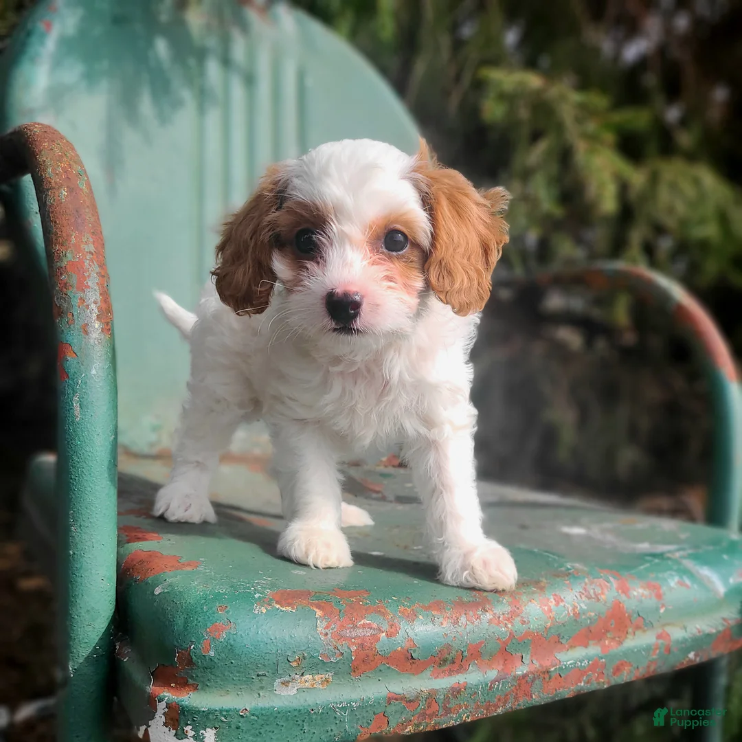 Cavapoo dogs for sale: Blossom  - Ad 1