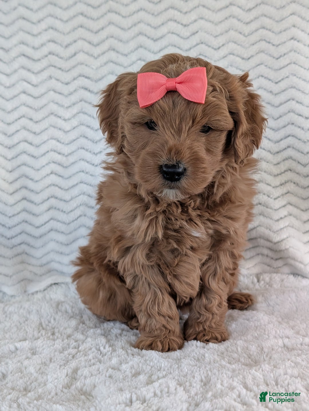 Goldendoodle dogs for sale: Bella - Ad 12
