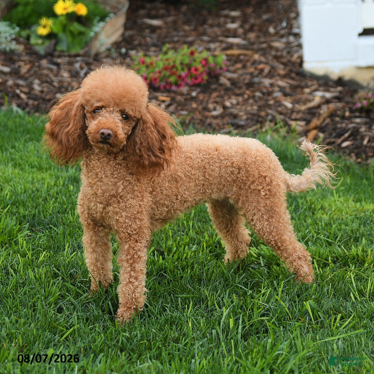 Mini Goldendoodle dogs Maggie - Ad 1