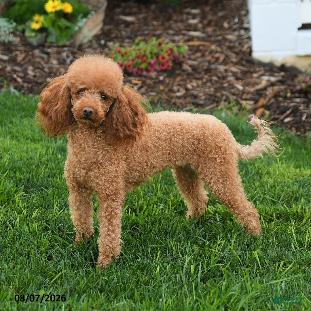 Mini Goldendoodle dogs for sale: Maggie - Ad 1