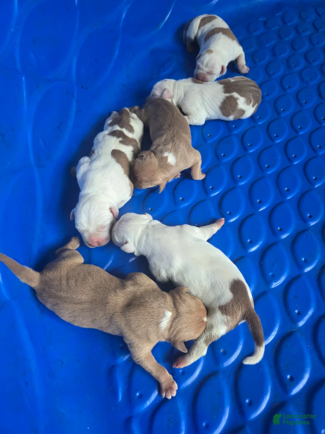 American Bully dogs for sale: American Bully Puppy 5 - Ad 1