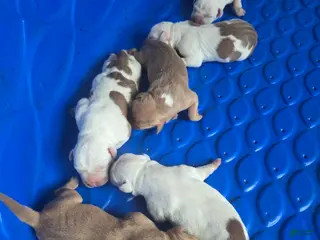 American Bully dogs American Bully Puppy 5 - Ad 2
