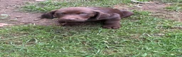 Labrador Retriever dogs for sale: Tan collar  - Ad 2