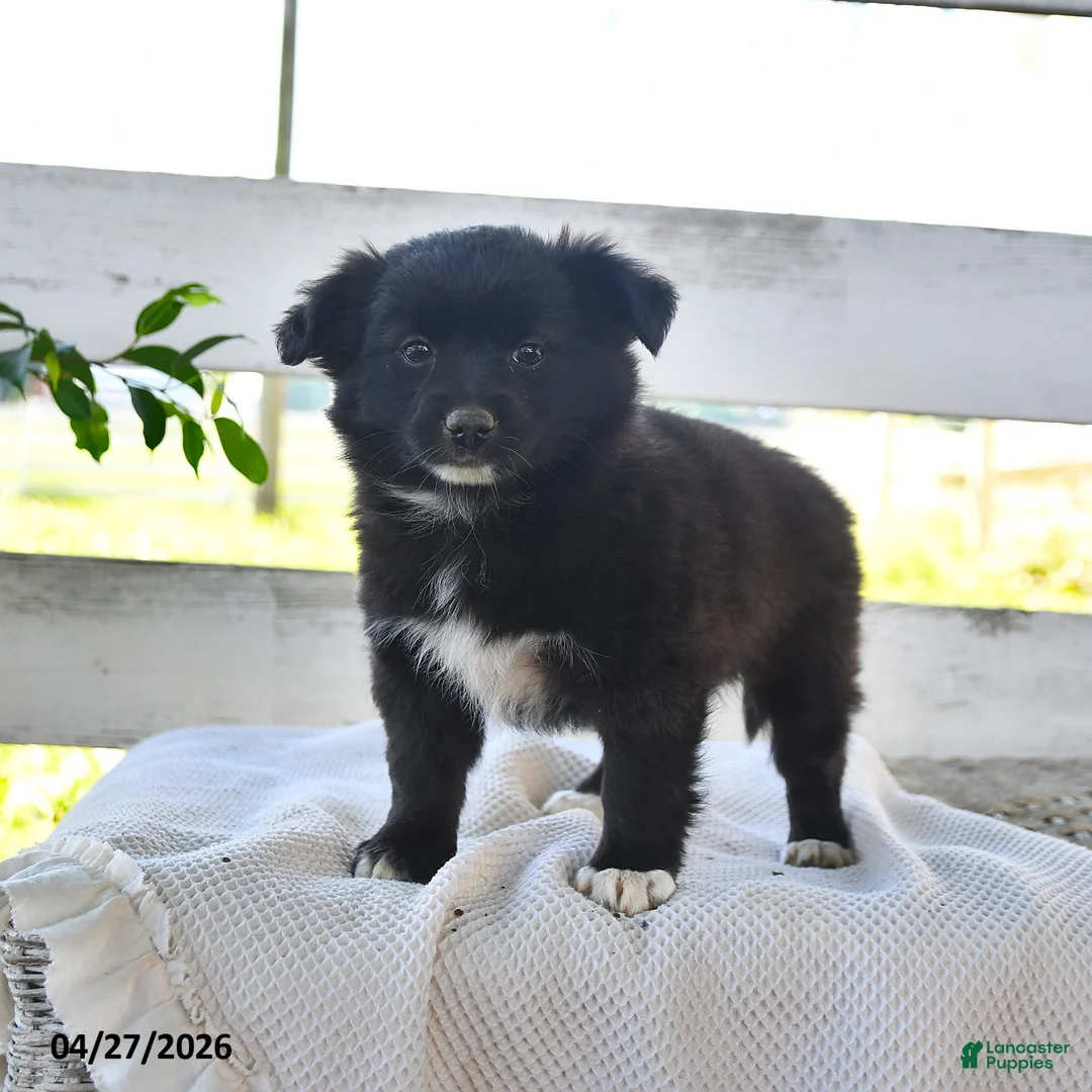 Mixed Breed dogs for sale: Crystal - Ad 1