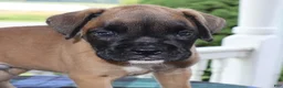 Boxer dogs for sale: Dakota- Champ lines - Ad 3