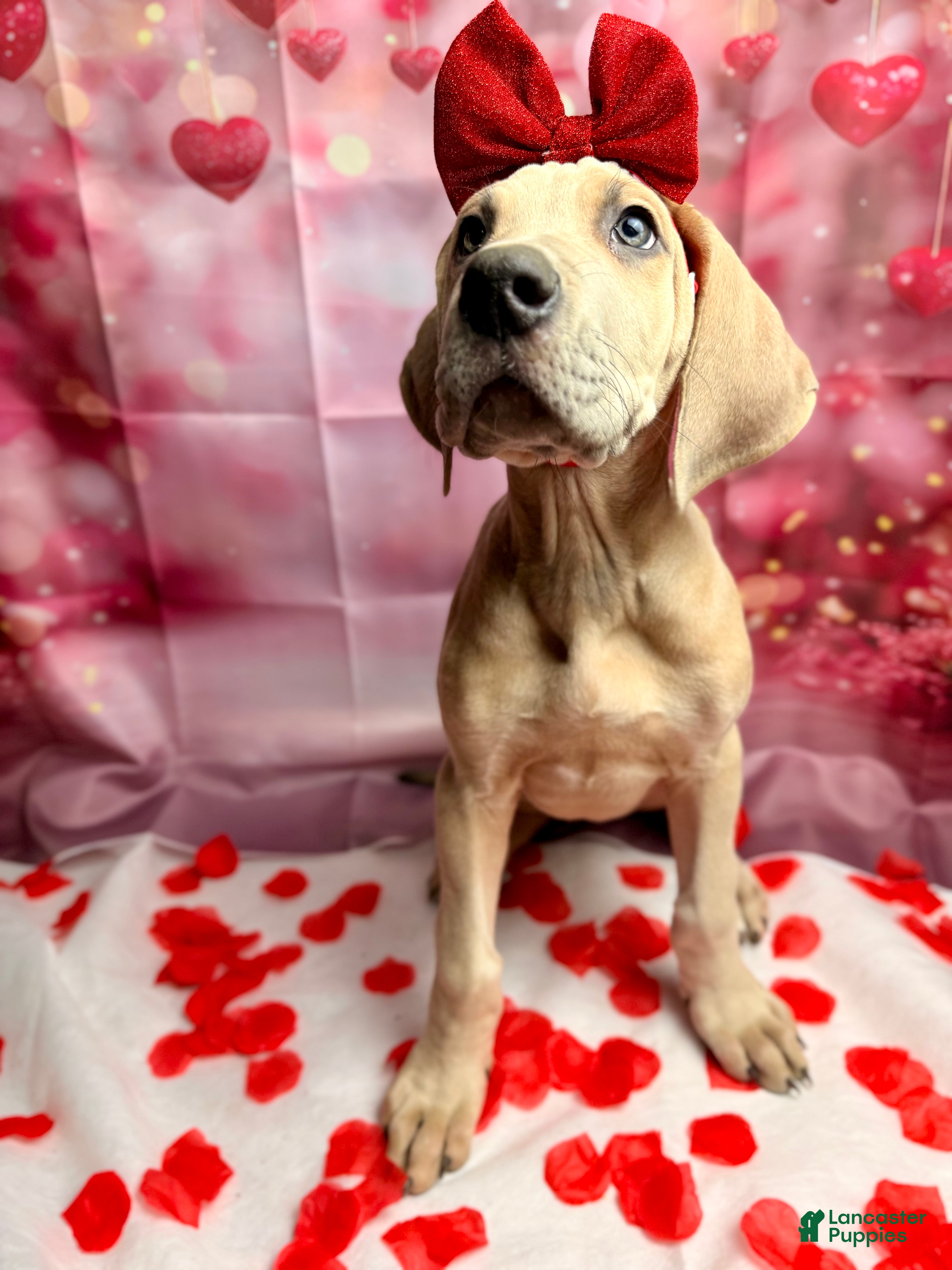 Great Dane dogs Blue fawn (Heavy Euro) - Ad 2