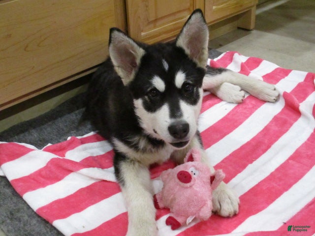 Alaskan Malamute dogs Shadow - Ad 2