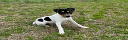 Jack Russell Terrier dogs for sale: Jack Russell Terrier Boy 2 - Ad 3