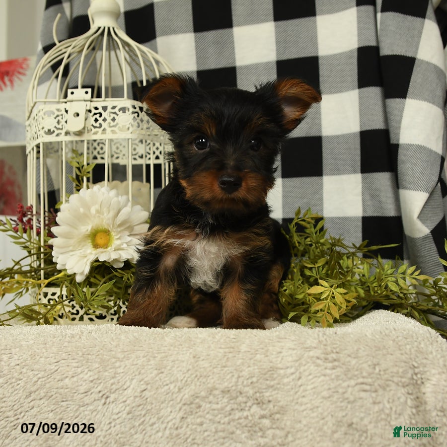 Yorkshire Terrier dogs Abby - Ad 1