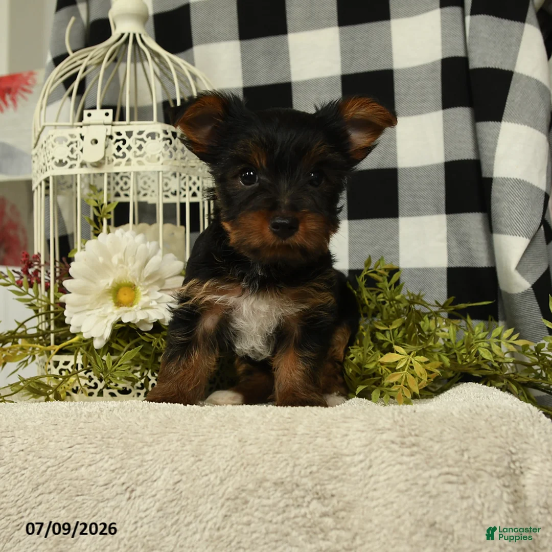 Yorkshire Terrier dogs for sale: Abby - Ad 1