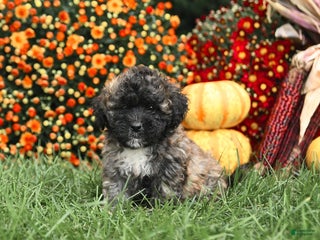 Maltipoo dogs - Ad 33