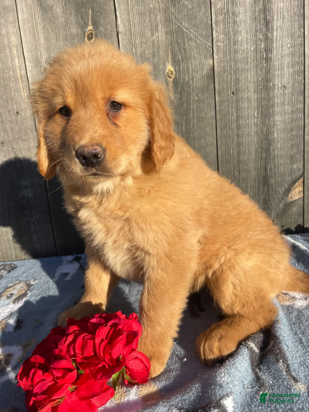 Golden Retriever dogs for sale: Honey - Ad 5