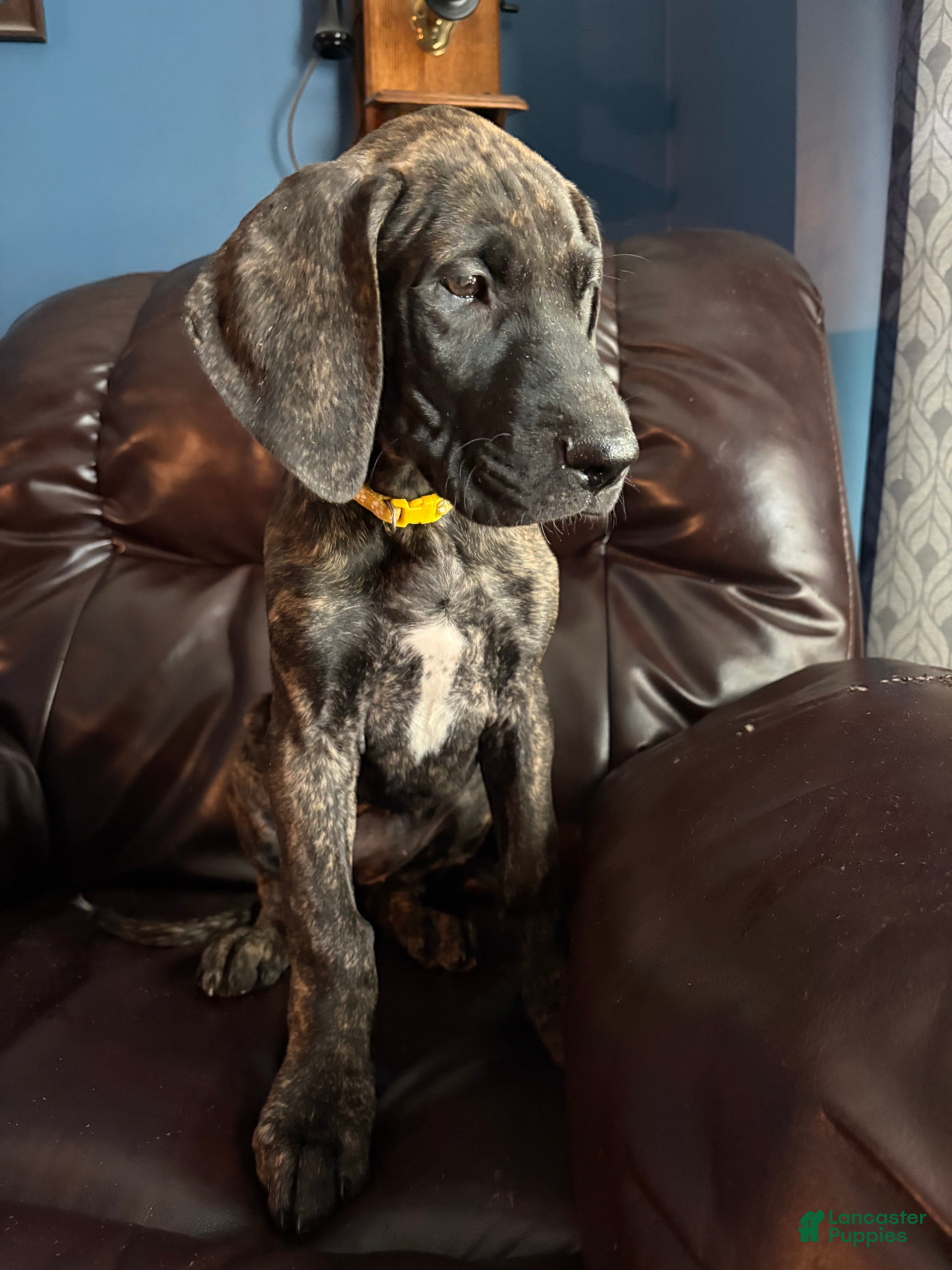 Great Dane dogs Brinley - Ad 1